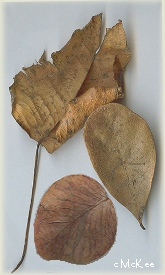 Fall Leafs