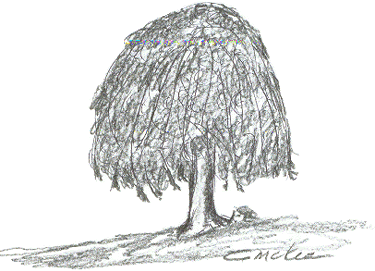 Willow Tree